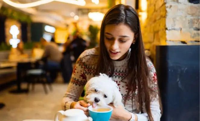 Laws for Dog Owners in India - Key Things You Must Know